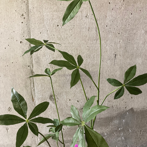 光触媒 人工観葉植物 ウォールグリーン フェイクグリーン リアル胡蝶蘭 