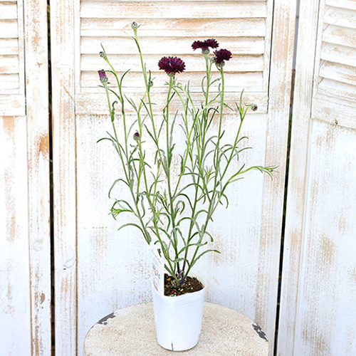 花苗 セント―レア ブラックボーイ 3号ポット 矢車菊 コーンフラワー 黒