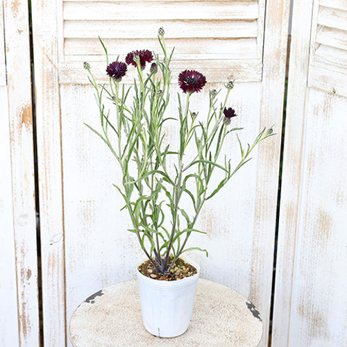 花苗 セント―レア ブラックボーイ 3号ポット 矢車菊 コーンフラワー 黒