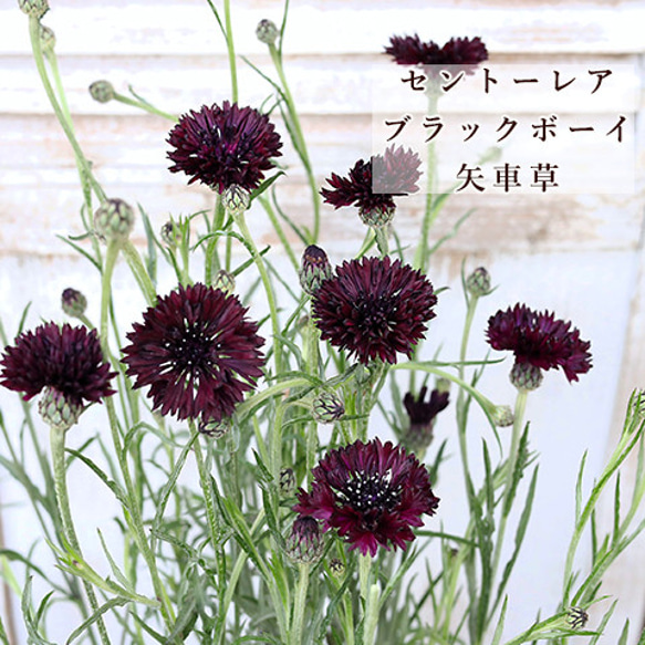 花苗 セント―レア ブラックボーイ 3号ポット 矢車菊 コーンフラワー 黒