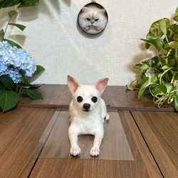 羊毛フェルトオーダー】 猫 犬 ペルシャ チンチラ ハチワレ