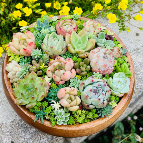 サラダボウル多肉植物寄せ植え❤︎まるでサラダ❤︎ミニエケベリア