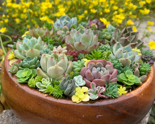 多肉植物アエオニウム❤️サラダボール中斑錦❤️状態図 56#観葉植物アエオニウムサラダボール中斑錦1大頭2小頭12cm 拔き苗