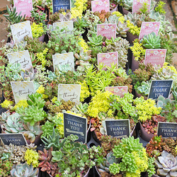 多肉植物 セダム 寄せ植え 2.5号 多年草 育てやすい 強い 丈夫 庭 母の