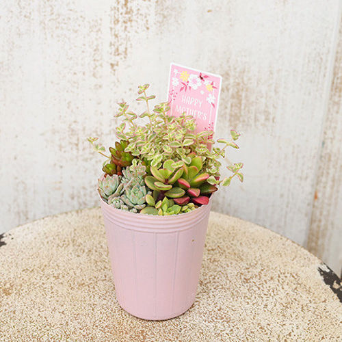 多肉植物 セダム 寄せ植え 2.5号 多年草 育てやすい 強い 丈夫 庭 母の
