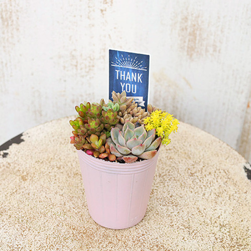 多肉植物 セダム 寄せ植え 2.5号 多年草 育てやすい 強い 丈夫 庭 母の