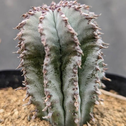 ハオルチアコレクション・ブラックオブツーサinわけけのお店