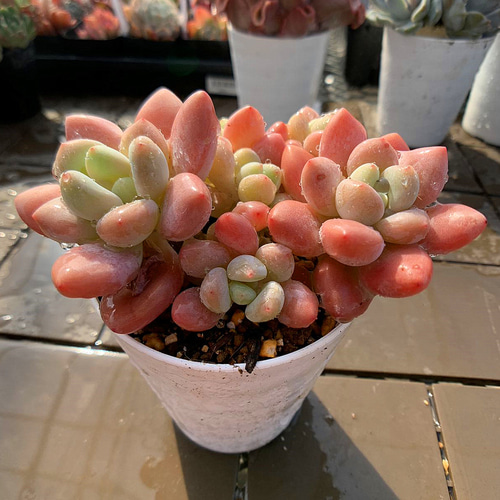 農園直売 多肉植物 寄せ植え エケベリア属 洛神（群）新品種 観葉植物