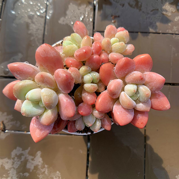 農園直売 多肉植物 寄せ植え エケベリア属 洛神（群）新品種 観葉植物