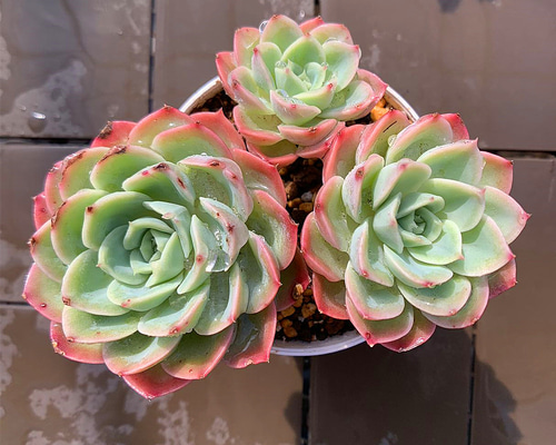 13e5493b2f5094cc5e59cd33300221