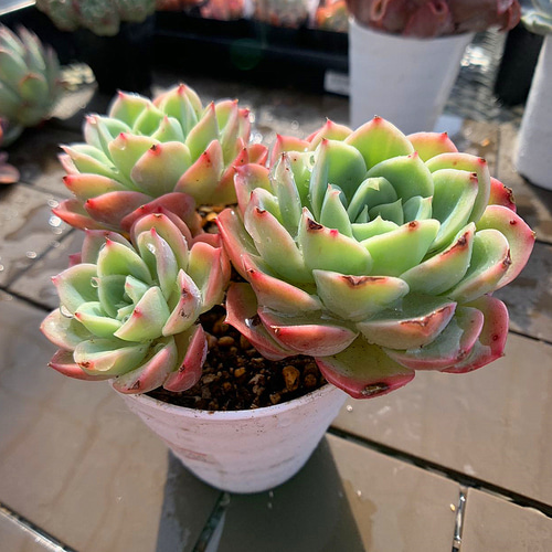 【お得@1100】エケベリア 3種セット お得@1100】エケベリア 3種セット