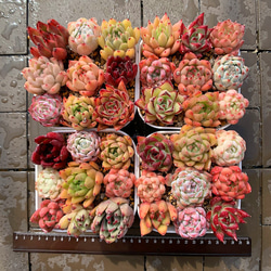 農園直売 寄せ植え エケベリア属 9点カラフルセット 超おトク 多肉