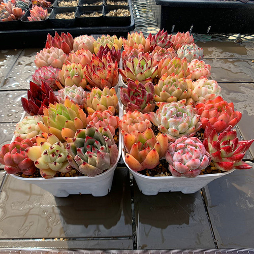 農園直売 寄せ植え エケベリア属 9点カラフルセット 超おトク 多肉