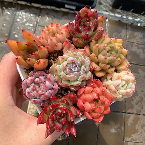 農園直売 寄せ植え エケベリア属 9点カラフルセット 超おトク 多肉