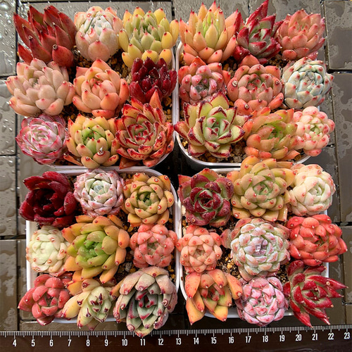 農園直売 寄せ植え エケベリア属 9点カラフルセット 超おトク 多肉