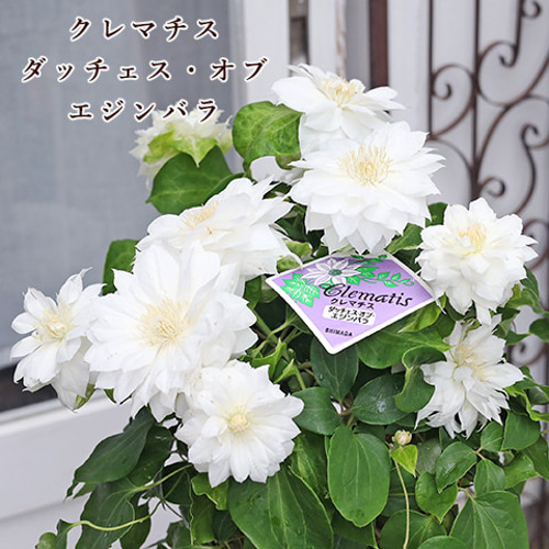 クレマチス パテンス八重系 (早咲き大輪系) ラナ １苗 2025秋 新作♡ クレマチス パテンス八重系 早咲き大輪系 ラナ 1苗 2025秋 種