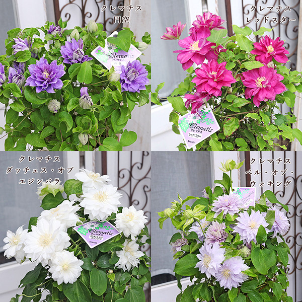 現品販売 花鉢 八重咲き クレマチス 6号ポット 4種類 母の日