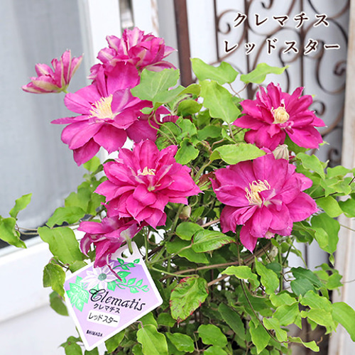 千重咲レッドグラデーション×超多弁ダリア咲クラッシックピンク