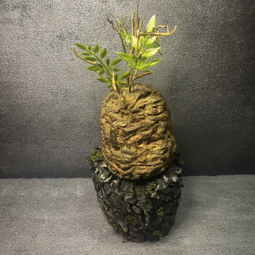 枯れない塊根植物』⑦オペルクリカリア・パキプス コーデックス 塊根