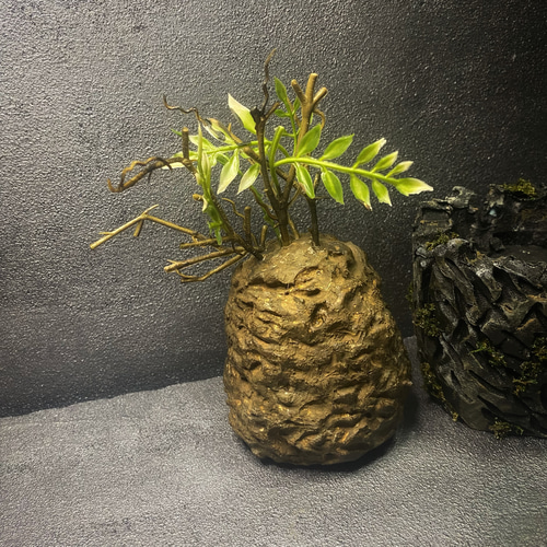 枯れない塊根植物』⑦オペルクリカリア・パキプス コーデックス 塊根