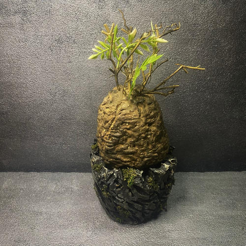 枯れない塊根植物』⑦オペルクリカリア・パキプス コーデックス 塊根