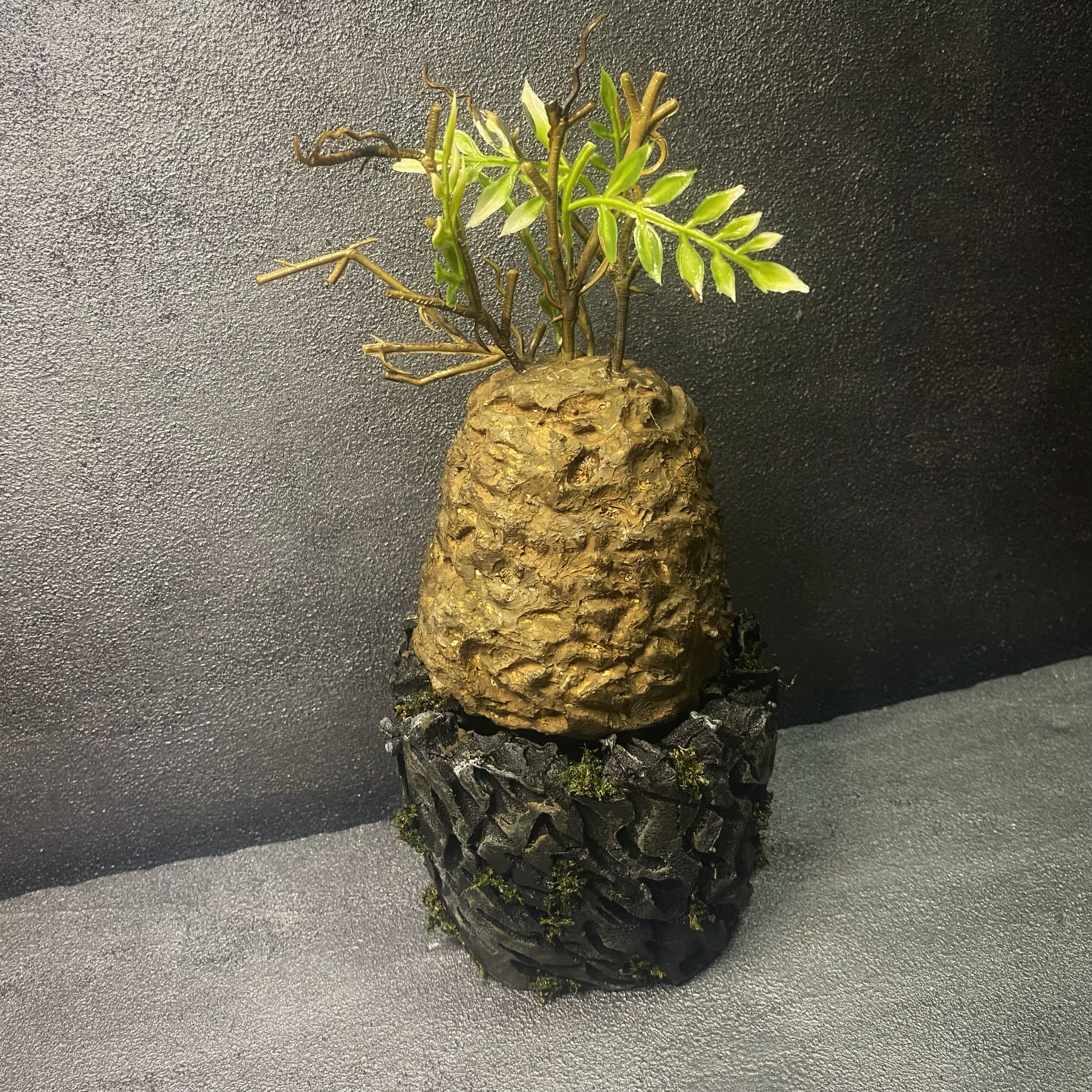 Suzuki Katsuya 塊根植物・コーデックス