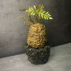 枯れない塊根植物』⑦オペルクリカリア・パキプス コーデックス 塊根