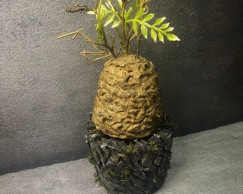 枯れない塊根植物』⑦オペルクリカリア・パキプス コーデックス 塊根