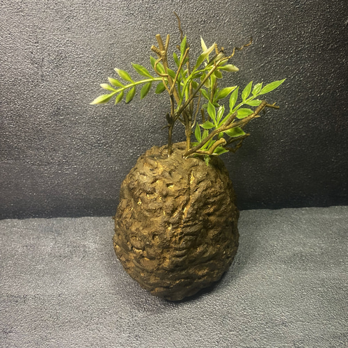 枯れない塊根植物』⑦オペルクリカリア・パキプス コーデックス 塊根