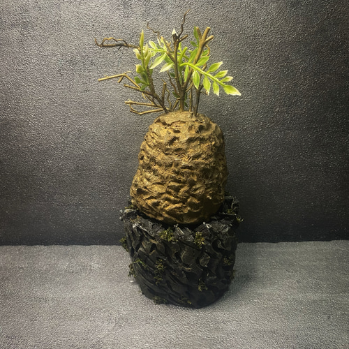 枯れない塊根植物』⑦オペルクリカリア・パキプス コーデックス 塊根