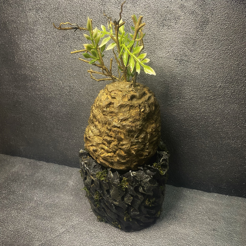 枯れない塊根植物』⑦オペルクリカリア・パキプス コーデックス 塊根