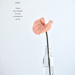 咲き続けるアンスリューム　マジカルウォーター　癒しのフラワーインテリア　アーティフィシャルフラワー 1枚目の画像