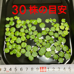 無農薬アマゾンフロッグピット&ドワーフフロッグピット30株ビオトープ浮き草水草 2枚目の画像