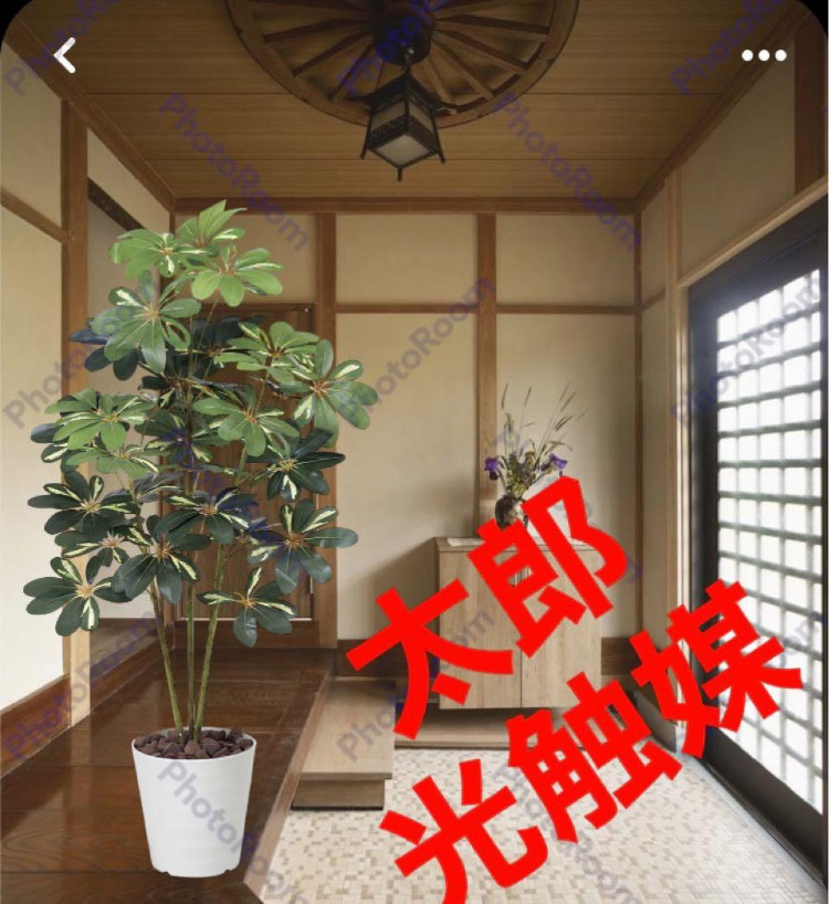 光触媒　人工観葉植物　ウォールグリーン　フェイクグリーン　カポック斑入り1.2