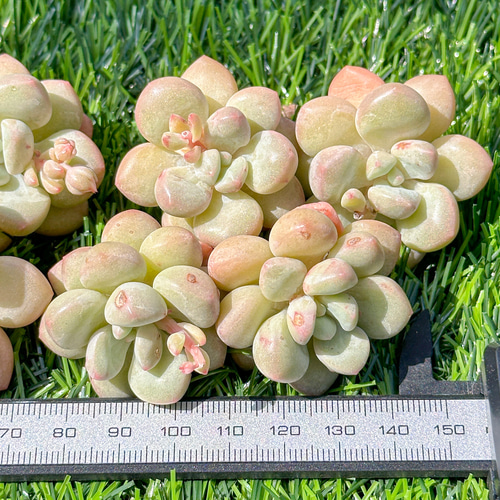 新入荷 大人気 多肉植物 エケベリア バブルガム 超美苗 レア種 多肉