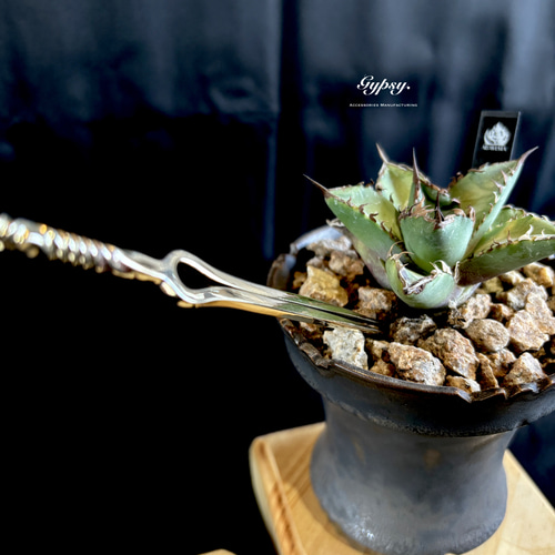 Iron arrow (ソイルスティック) #Agave #サボテン #多肉植物 Iron arrow (ソイルスティック) #Agave #サボテン #多肉植物