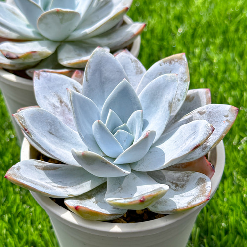 大人気 多肉植物 エケベリア ホワイトロータス 大株 超美苗 レア種