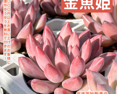 新品種 多肉植物 エケベリア スターファイヤー 超美苗 超レア種