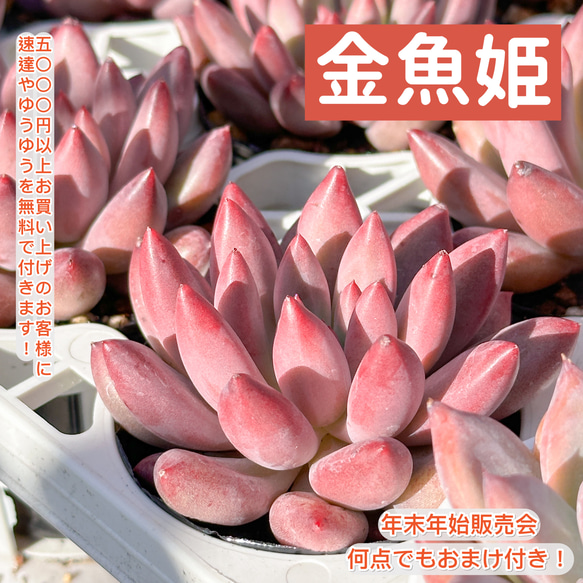 ま*こ様 姫蓮錦C240-C5003-8×35株 抜き苗 多肉植物 エケベリア ま*こ様 姫蓮錦C240-C5003-8×35株 抜き苗 多肉