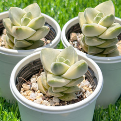 多肉植物　エケベリア　レオパード錦　特選大苗 多肉植物 エケベリア レオパード錦 特選大苗