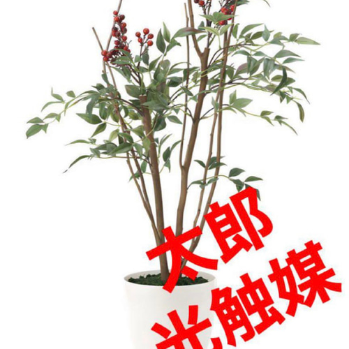 【超ポイント祭?期間限定】 光触媒 南天70 フェイクグリーン ウォールグリーン 人工観葉植物 フラワー・ガーデニング
