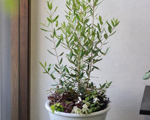 地植え可シンボルツリーとしても良いピスタチオリーブス 地植え可シンボルツリーとしても良いピスタチオリーブス