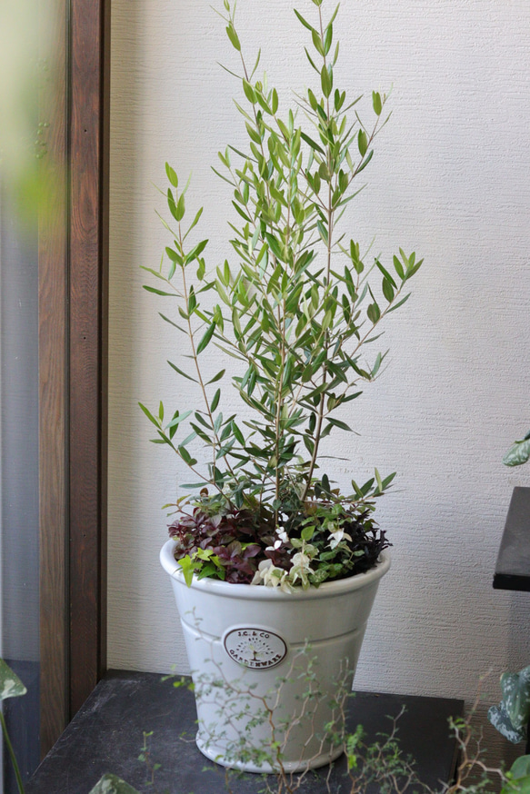 シンボルツリーに❤︎オリーブの株元寄せ植え シンボルツリーにも❤︎オリーブひなかぜの株元寄せ植え その他