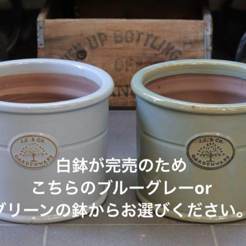 シンボルツリーにも❤︎オリーブひなかぜの株元寄せ植え その他