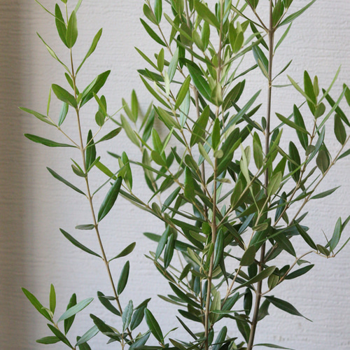 シンボルツリーにも❤︎オリーブひなかぜの株元寄せ植え その他