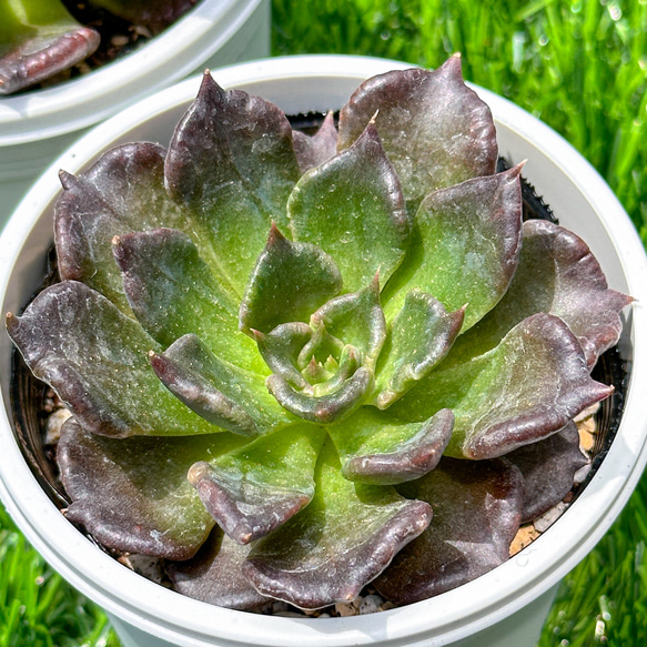 新入荷 大人気 多肉植物 エケベリア ブラックマディバ スーパーボール  