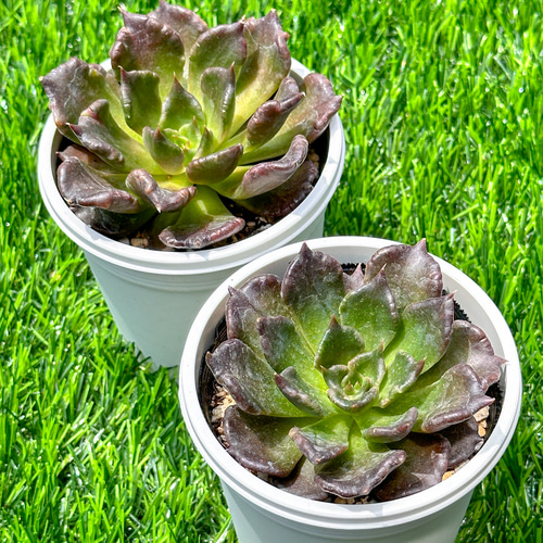 新入荷 大人気 多肉植物 エケベリア ブラックマディバ スーパーボール  