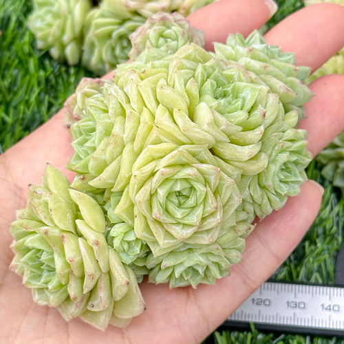 新入荷 大人気 多肉植物 エケベリア ホワイトスワン群生 大株 超美苗