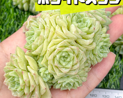 21#多肉植物アエオニウム錦❤️ 翡翠琉璃 ❤️28-30頭28cm 拔き苗 88d2d1611a4fcd33d4cc61d9ebd3aa