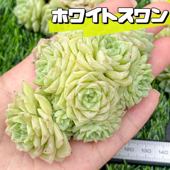 新入荷 大人気 多肉植物 エケベリア ホワイトスワン群生 大株 超美苗